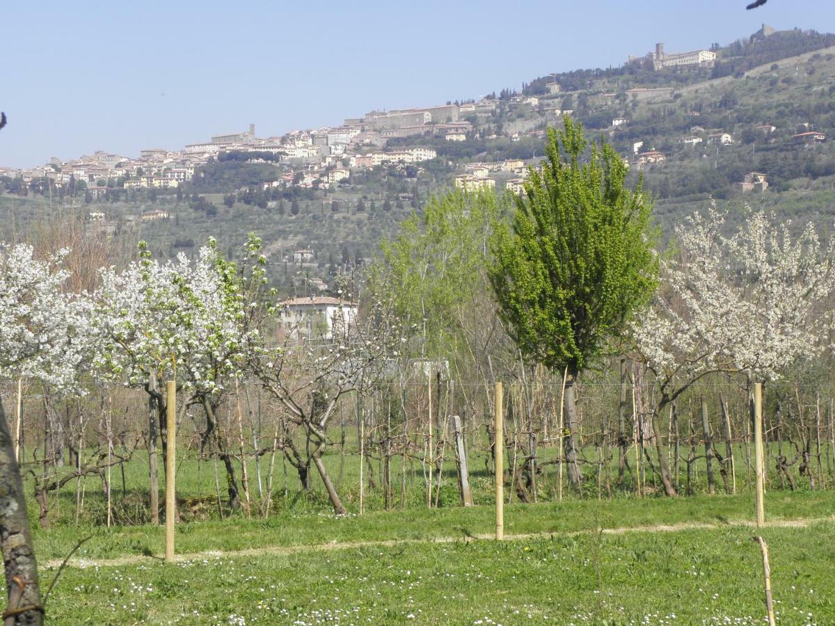 Villa San Marco Cortona Exterior photo